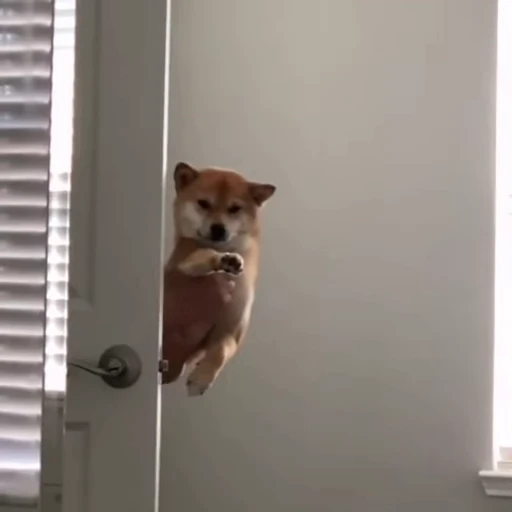 ✋ Стикер «Dogs Собаки» для Telegram
