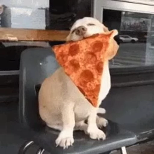 🍕 Стикер «Dogs Собаки» для Telegram