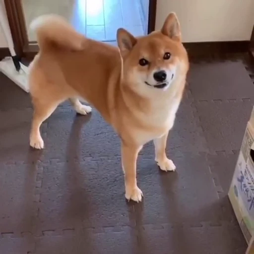 🐕 Стикер «Dogs Собаки» для Telegram
