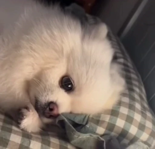 😢 Стикер «Dogs Собаки» для Telegram