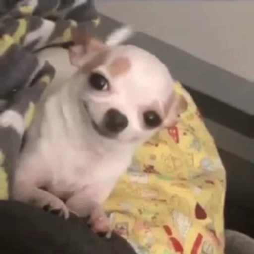 🌟 Стикер «Dogs Собаки» для Telegram
