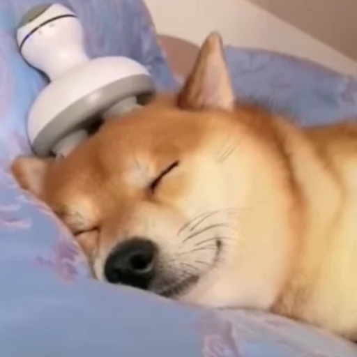 🐶 Стикер «Dogs Собаки» для Telegram