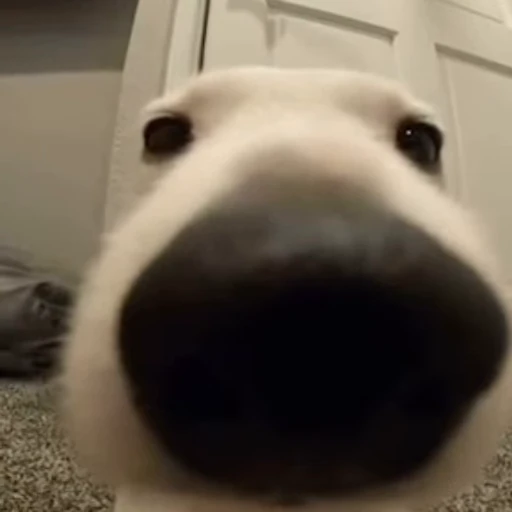 😉 Стикер «Dogs Собаки» для Telegram