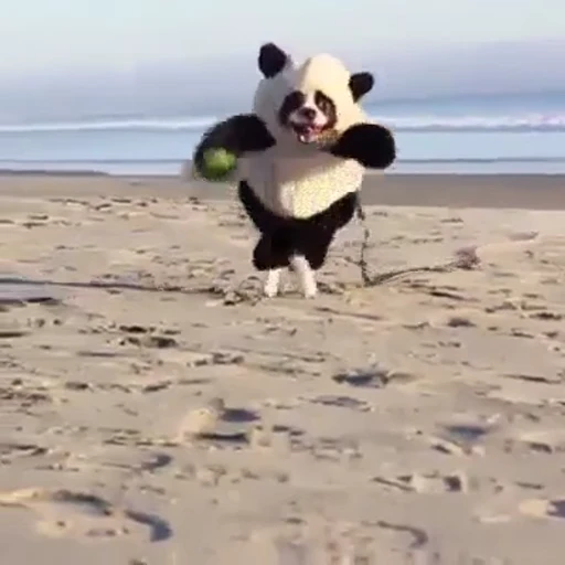 🐼 Стикер «Dogs Собаки» для Telegram