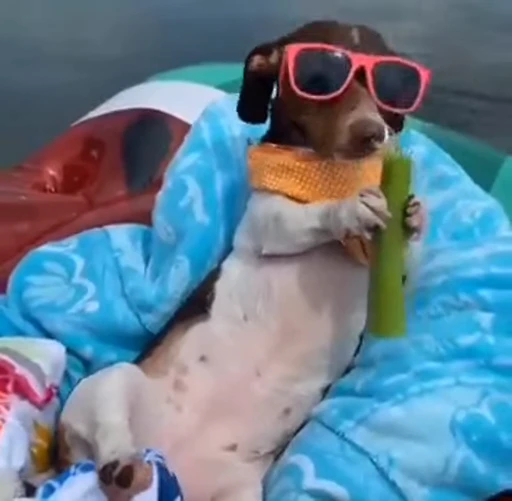 😎 Стикер «Dogs Собаки» для Telegram