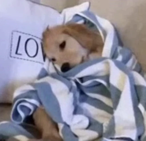 😞 Стикер «Dogs Собаки» для Telegram