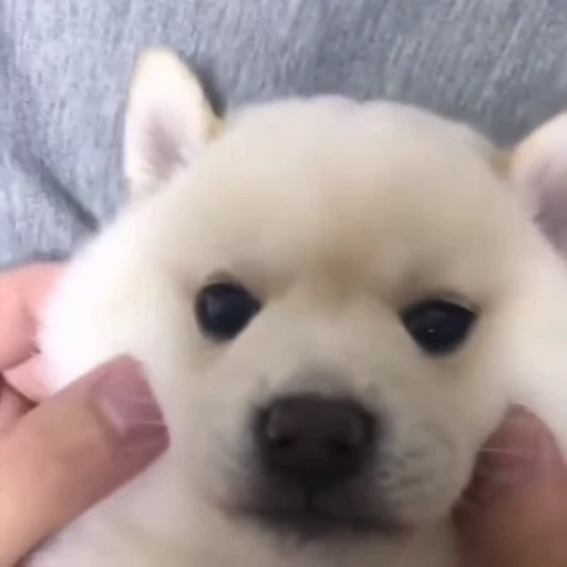 🤗 Стикер «Dogs Собаки» для Telegram