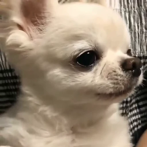 🥺 Стикер «Dogs Собаки» для Telegram