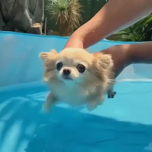 🏊‍♂ Стикер «Dogs Собаки» для Telegram