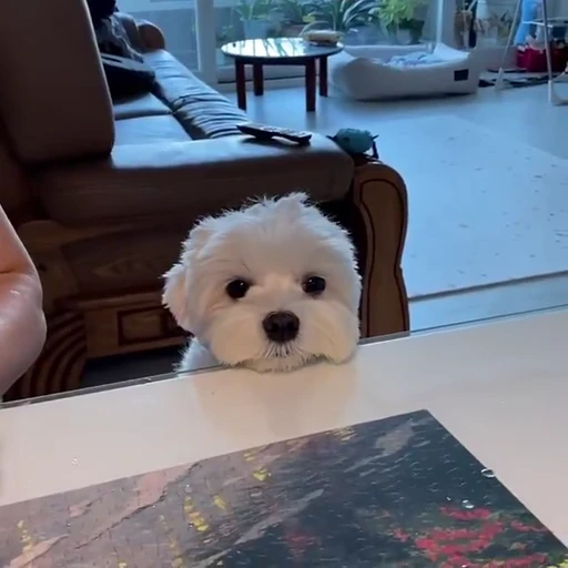 😶 Стикер «Dogs Собаки» для Telegram