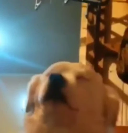 😌 Стикер «Dogs Собаки» для Telegram