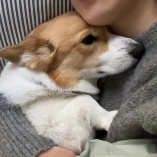 🫂 Стикер «Dogs Собаки» для Telegram