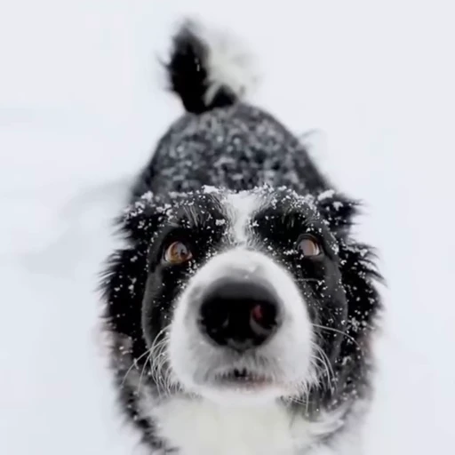 ❄️ Стикер «Dogs Собаки» для Telegram