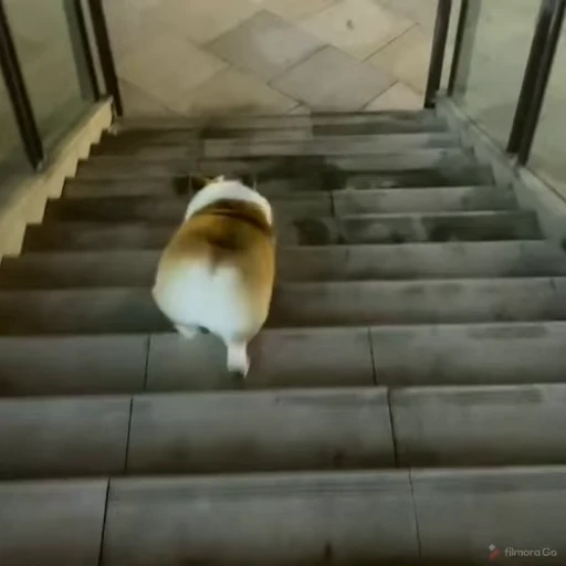 👋 Стикер «Dogs Собаки» для Telegram