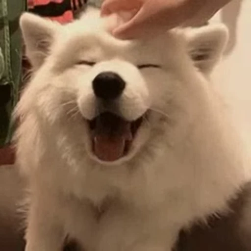🥰 Стикер «Dogs Собаки» для Telegram