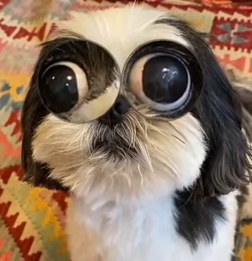 👀 Стикер «Dogs Собаки» для Telegram