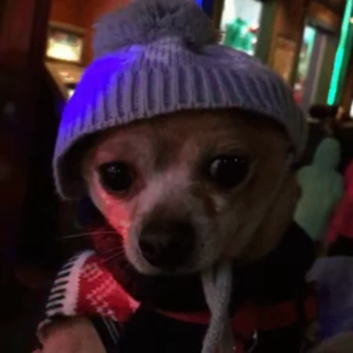 😶 Стикер «Dogs Собаки» для Telegram