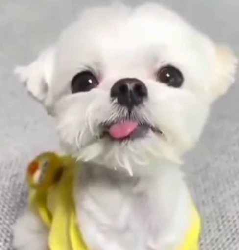 😜 Стикер «Dogs Собаки» для Telegram
