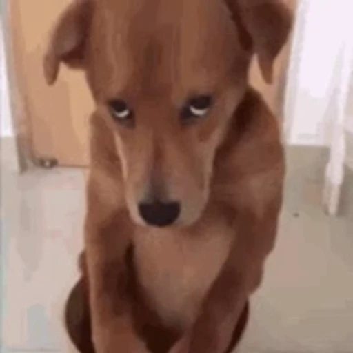 🙈 Стикер «Dogs Собаки» для Telegram