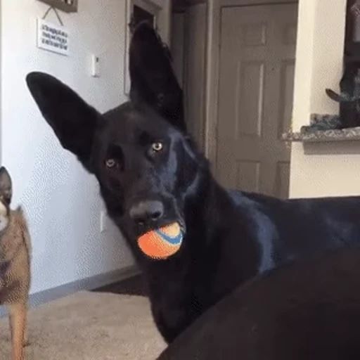 😟 Стикер «Dogs Собаки» для Telegram