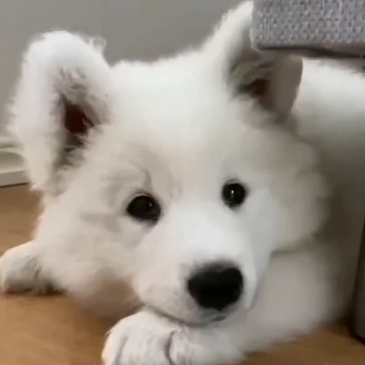 Стикерпак Dogs Собаки для Telegram
