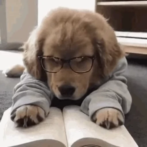 🤓 Стикер «Dogs Собаки» для Telegram