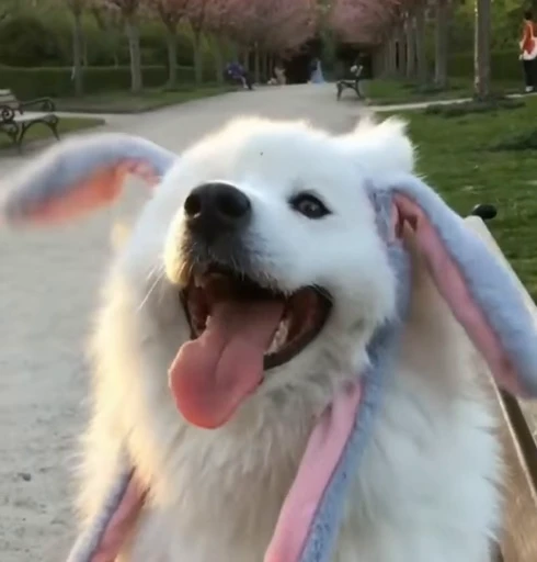 🐰 Стикер «Dogs Собаки» для Telegram