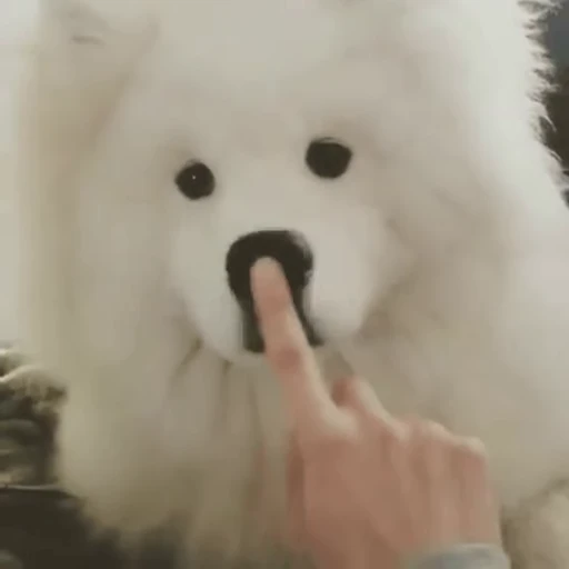 🤥 Стикер «Dogs Собаки» для Telegram