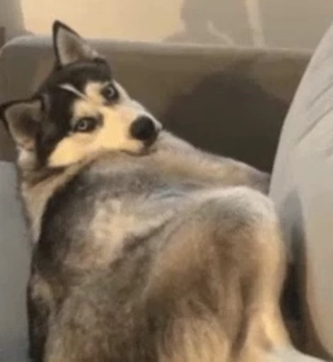 🙄 Стикер «Dogs Собаки» для Telegram