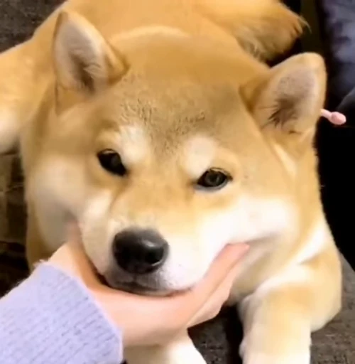 🫠 Стикер «Dogs Собаки» для Telegram