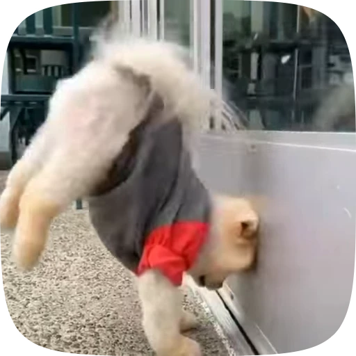 🐶 Стикер «Dogs Videostickers» для Telegram