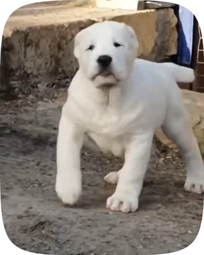 🐶 Стикер «Dogs Videostickers» для Telegram