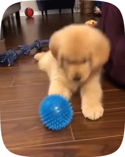 🐶 Стикер «Dogs Videostickers» для Telegram