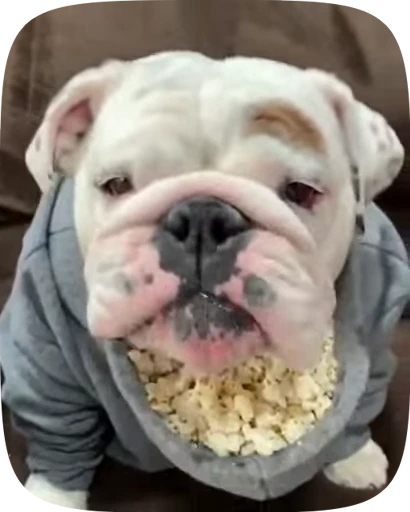 🐶 Стикер «Dogs Videostickers» для Telegram