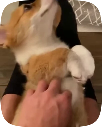 🐶 Стикер «Dogs Videostickers» для Telegram