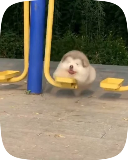 🐶 Стикер «Dogs Videostickers» для Telegram