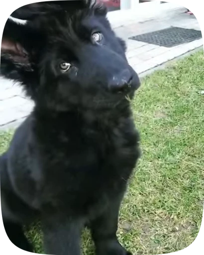🐶 Стикер «Dogs Videostickers» для Telegram