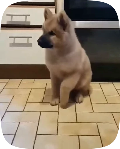 🐶 Стикер «Dogs Videostickers» для Telegram