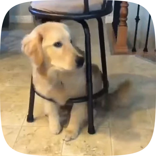 🐶 Стикер «Dogs Videostickers» для Telegram