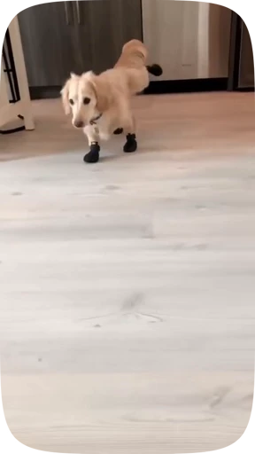🐶 Стикер «Dogs Videostickers» для Telegram