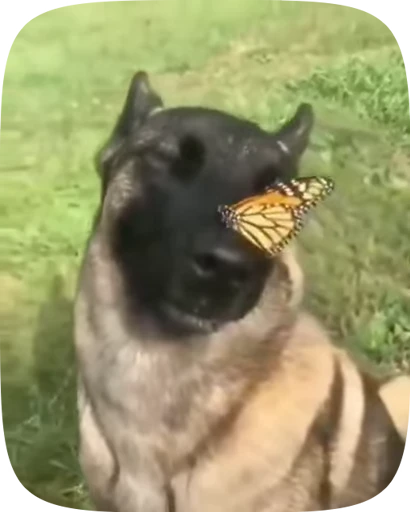 🐶 Стикер «Dogs Videostickers» для Telegram