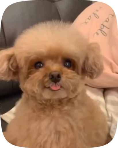 🐶 Стикер «Dogs Videostickers» для Telegram