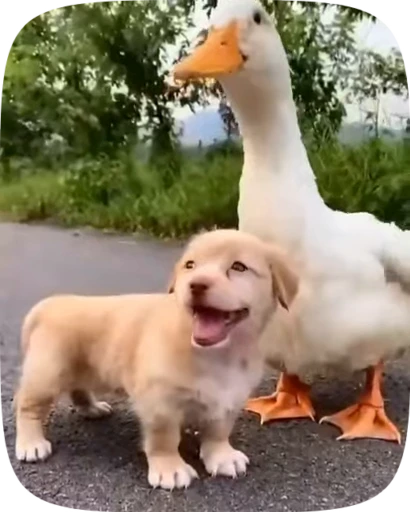 🐶 Стикер «Dogs Videostickers» для Telegram