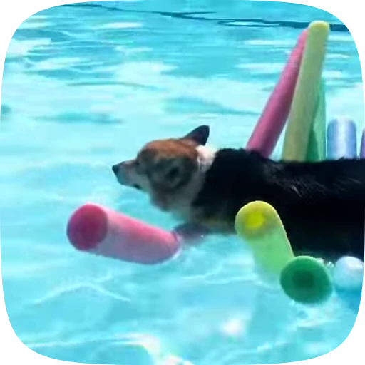 🐶 Стикер «Dogs Videostickers» для Telegram