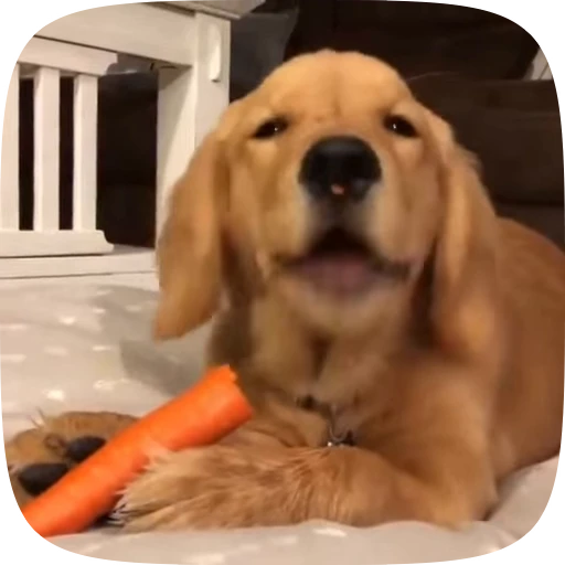 🐶 Стикер «Dogs Videostickers» для Telegram