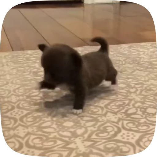 🐶 Стикер «Dogs Videostickers» для Telegram
