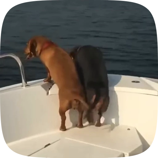 🐶 Стикер «Dogs Videostickers» для Telegram