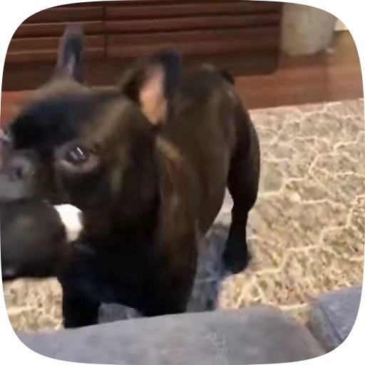 🐶 Стикер «Dogs Videostickers» для Telegram