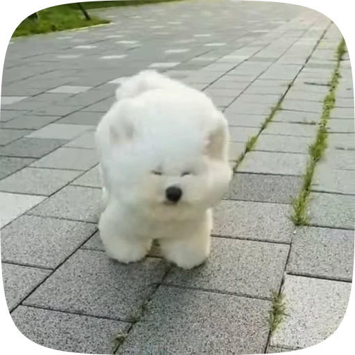 🐶 Стикер «Dogs Videostickers» для Telegram