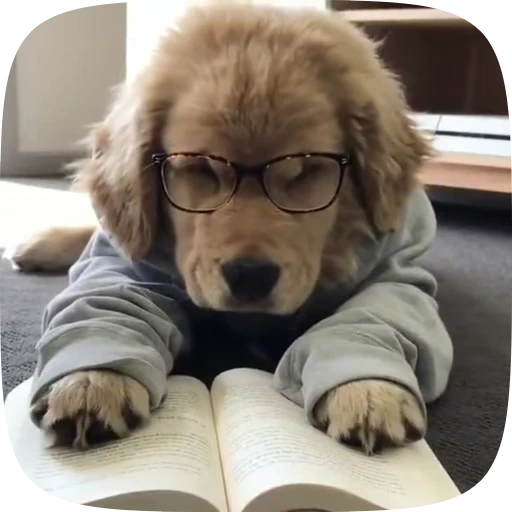 🐶 Стикер «Dogs Videostickers» для Telegram